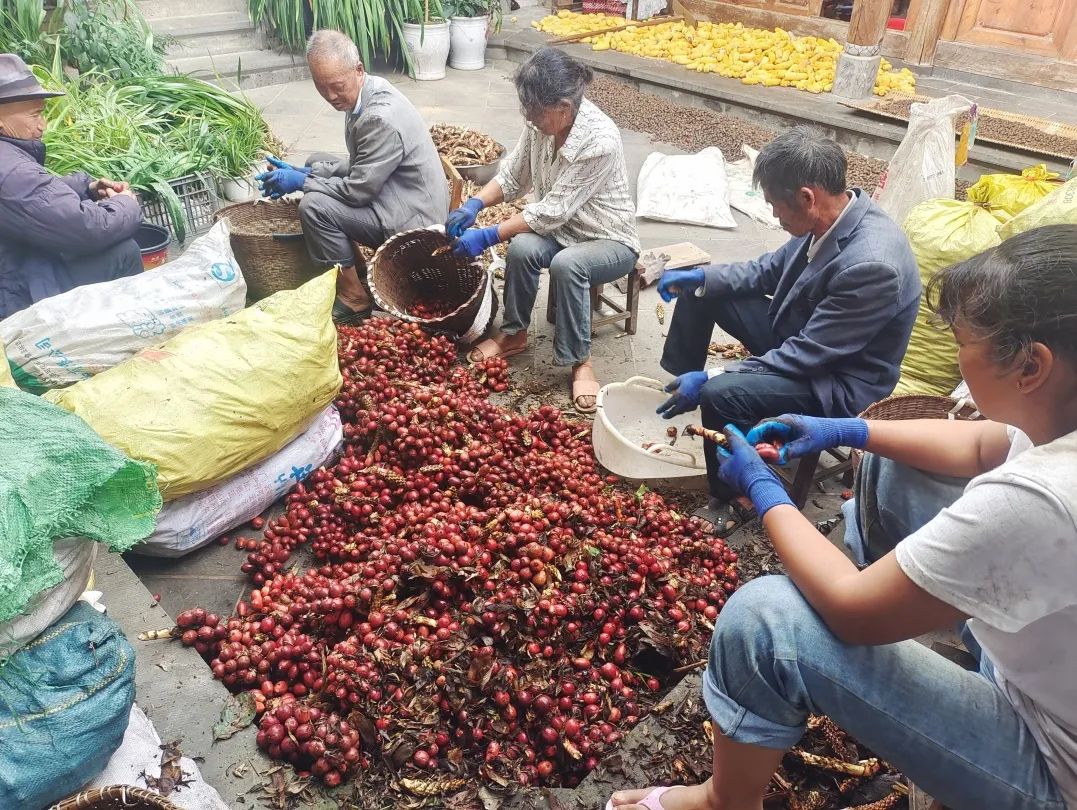 腾冲草果今日价格走势，市场动向与产业前景深度解析