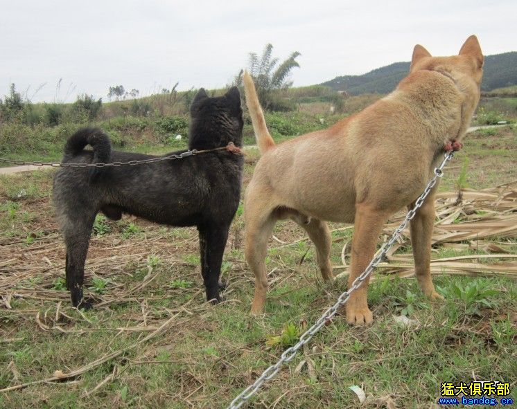 最新优质打猪犬出售，服务至上，品质卓越